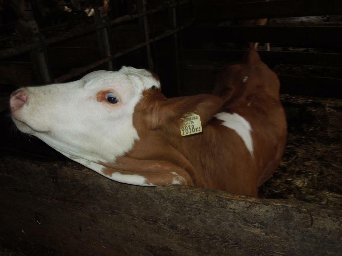 Séjour à la ferme Filzerlehen Radstadt